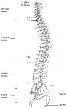 vertebral column diagram labeled