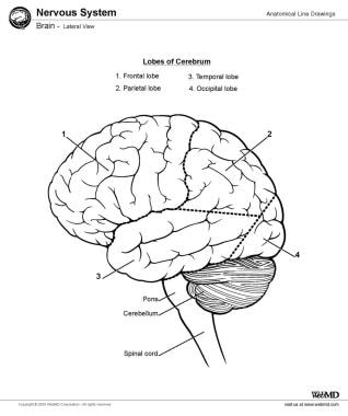 Brain Anatomy Overview Gross Anatomy Cerebrum Gross