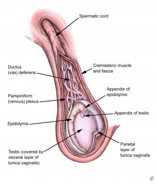 spermatic cord tract