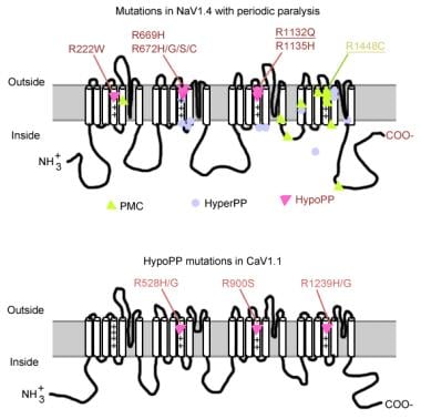 Mutations in periodic paralysis. 