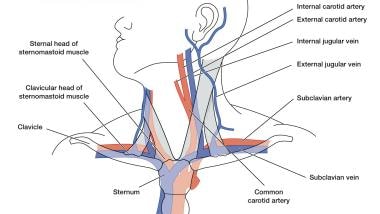 Anatomy of major vessels in neck.
