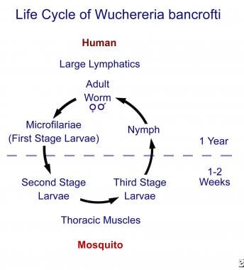 Filariasis. This figure displays the life cycle of