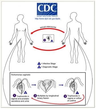 Life cycle of Trichomonas vaginalis. T vaginalis t