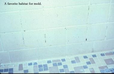 Bathrooms are favorite habitats for mold. 