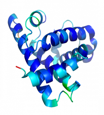 肌红蛋白螺旋结构域模型。