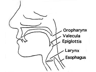 Schematic lateral view of velopharynx, illustratin
