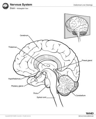 brain midsagittal view