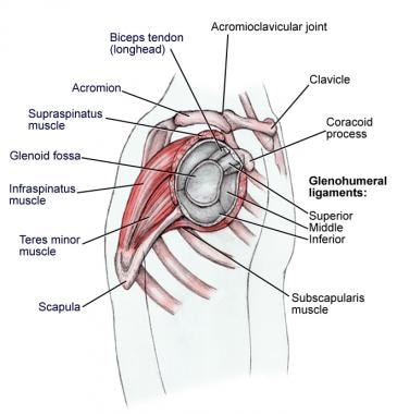 shoulder girdle muscles diagram