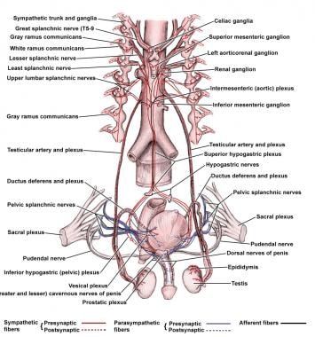 Innervation of the male urogenital system. 