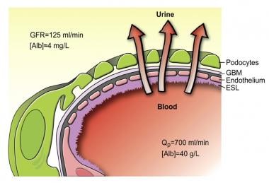 Schematic drawing of the glomerular barrier. Podo