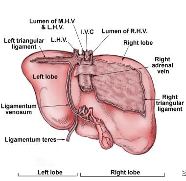 Posterior side view of the liver. The inferior ven