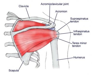 Shoulder anatomy, posterior view. 