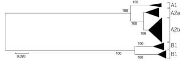 Phylogenetic tree of human metapneumovirus (hMPV) 