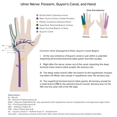 The diagram shows the ulnar nerve distal to the el