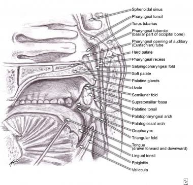 Drawing of a sagittal section of the nasal cavity,
