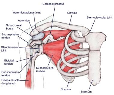 肩胛解剖肌肉，前视图。