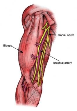 Anatomic location of brachial artery. 