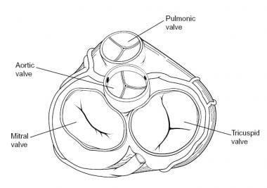 tricuspid valve leaflets