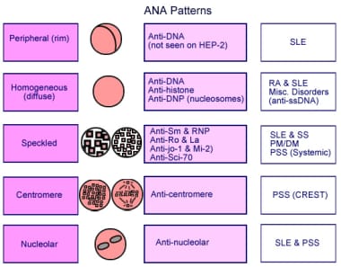 Antinuclear Antibody Reference Range Interpretation Collection And 