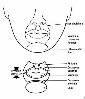 Cosmetic units of the lip. 