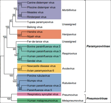 Phylogenetic analysis of the L-proteins of members