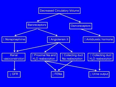 Pathogenesis of prerenal failure 