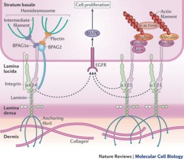 Kindlin proteins anchor intracellular actin filame