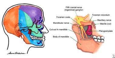 Anatomy of the fifth cranial nerve ganglion (trige