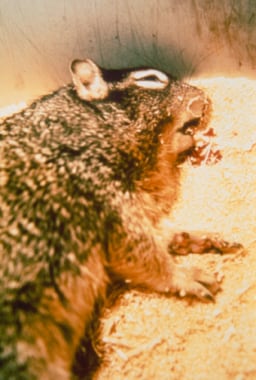 Rock squirrel in extremis coughing blood-streaked 