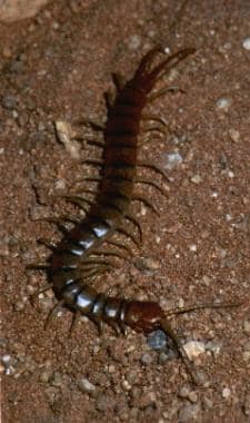 Giant desert centipede. Photo by Michael Cardwell.