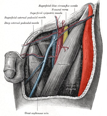 Frontal view of hip area, showing femoral vein, ne
