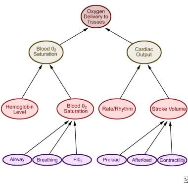 Shock and Pregnancy: Background, Cardiovascular Physiology During Normal  Pregnancy, Respiratory Physiology