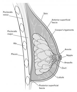 Various Structures And Dimensions Of Breast