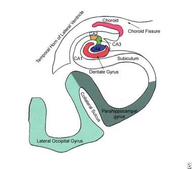 Diagram of the hippocampal anatomy and adjacent st