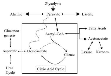 alanine to pyruvate