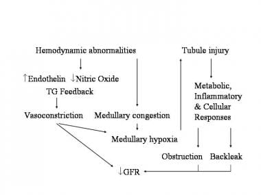 Mechanisms of intrinsic acute renal failure.