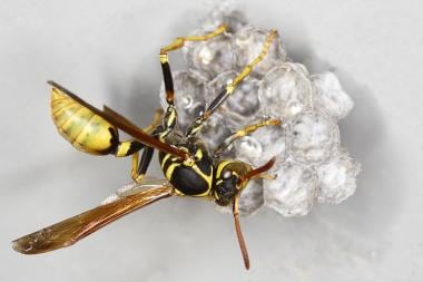 yellow jacket wasp sting