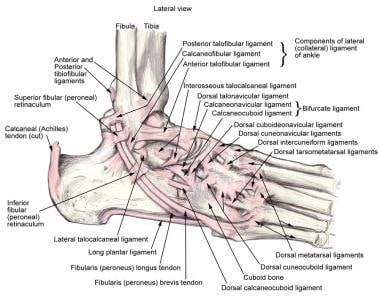 Illustration of normal ankle anatomy. 