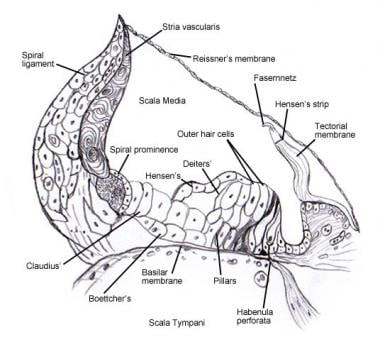 Spiral organ (of Corti). 