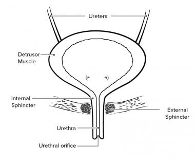 膀胱大体解剖。