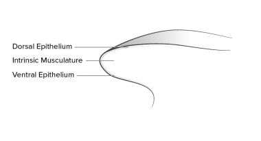 Tongue anatomy in cross-section. The epithelial su