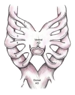 Embryonic aortic arch with dorsal and ventral arch