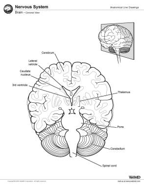 Brain, coronal view. 