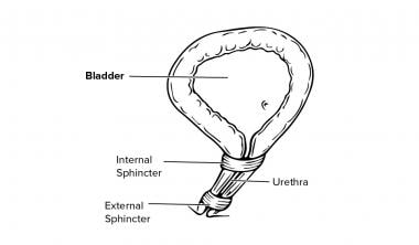 The female bladder, internal sphincter, external s