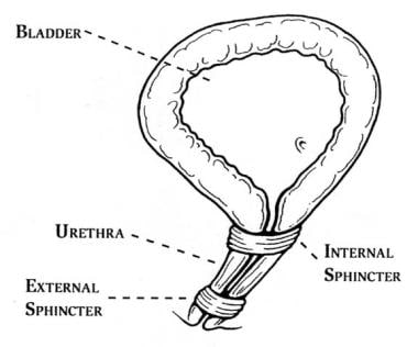 The female urethra contains an internal sphincter 
