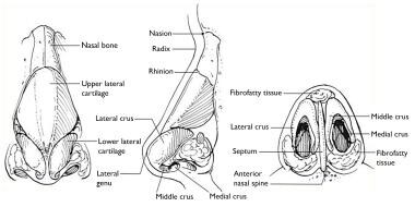 The nose is supported and shaped by the nasal bone