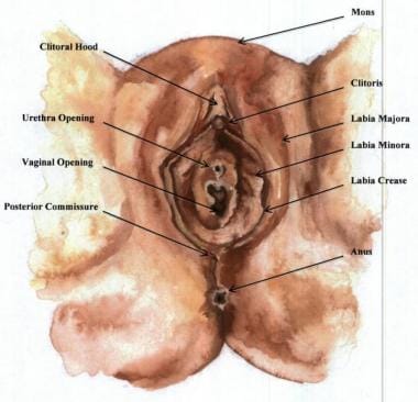 Anatomical diagram of the vulva. The typical exter