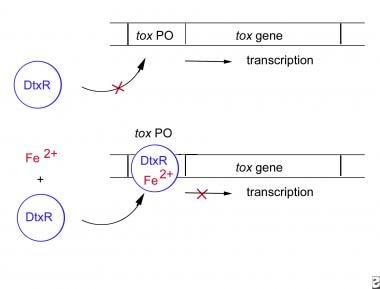 Corynebacterial Tox基因由C调节