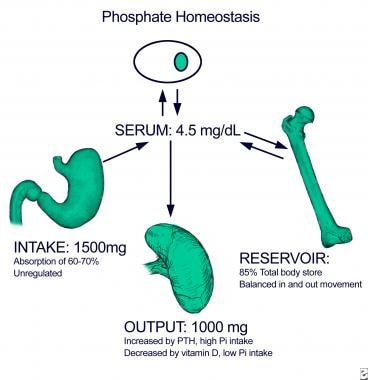 Hyperphosphatemia Practice Essentials Background