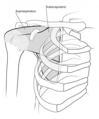Rotator cuff, normal anatomy. 